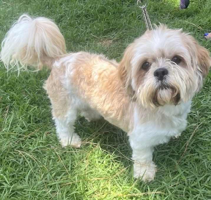 Photo of ROCKO