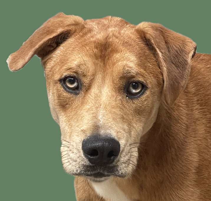 Photo of Rufus