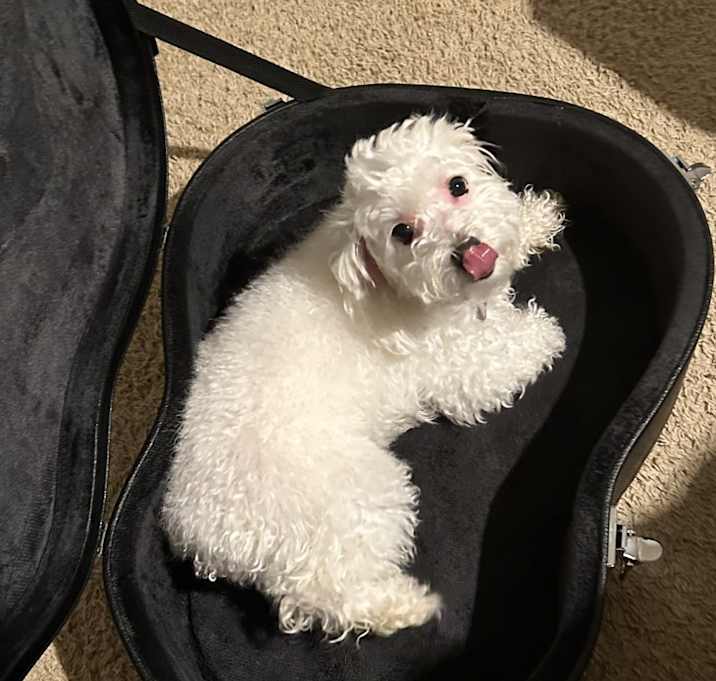 Photo of Gracie