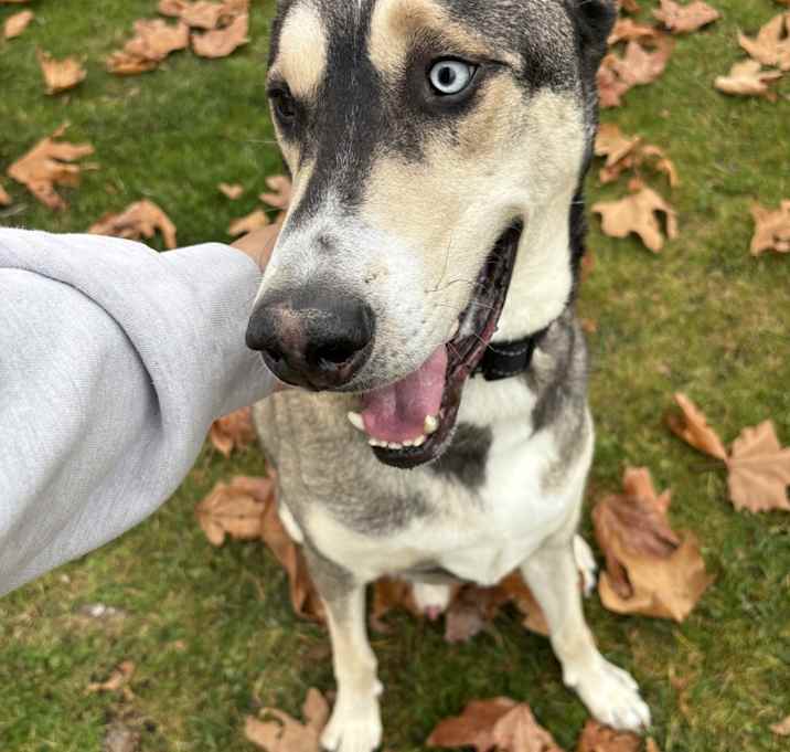 Photo of Jetson
