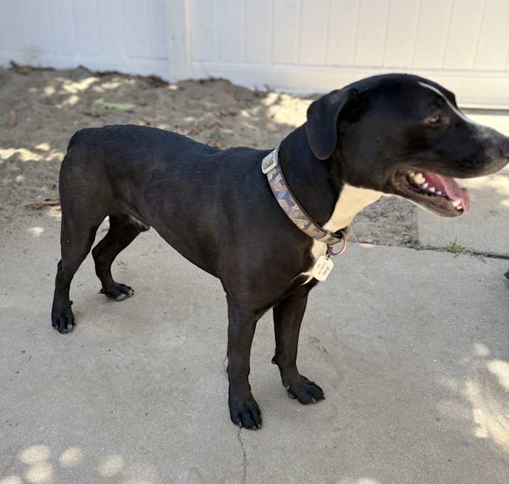 Photo of Whiskey