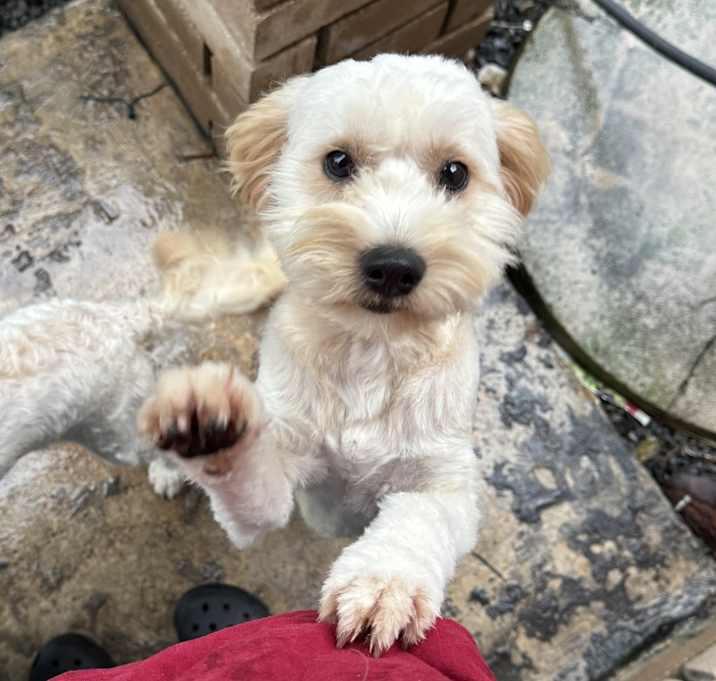 Photo of Luna