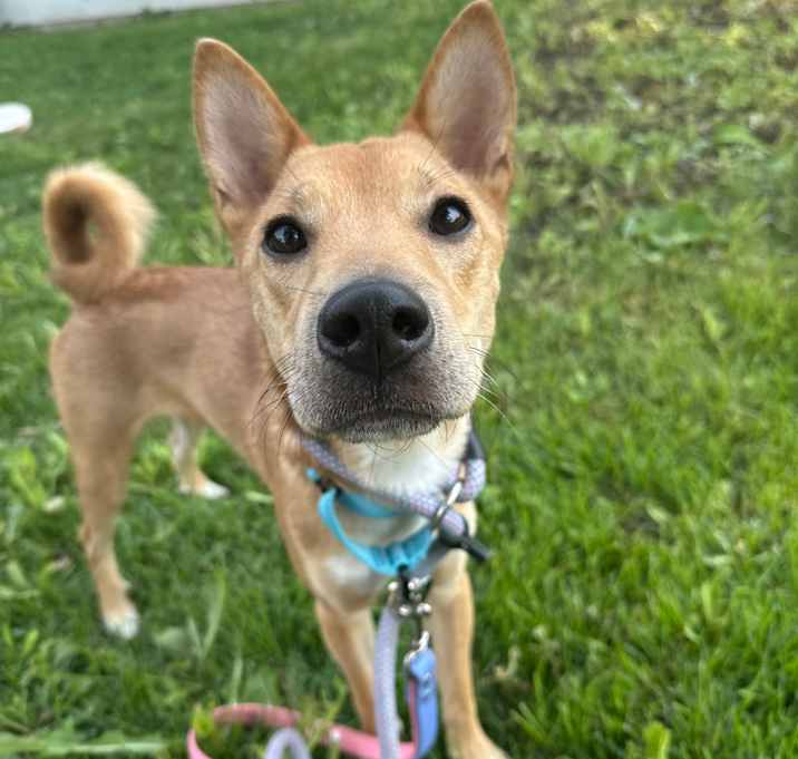 Photo of Cheeto