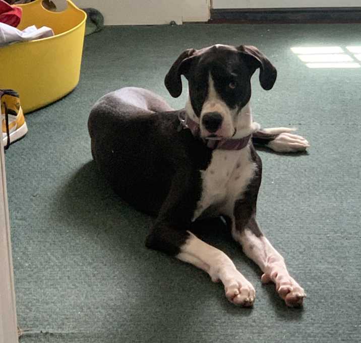 Photo of Sugar