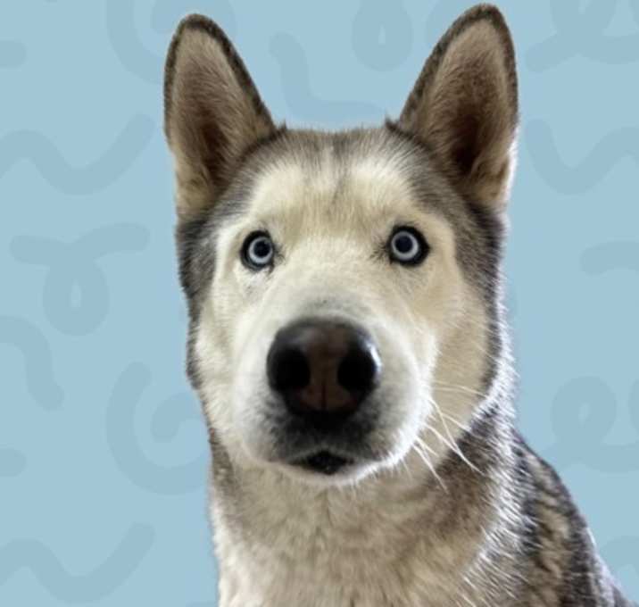 Photo of Hatchiko