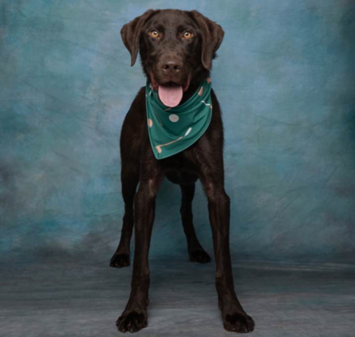 Photo of Dewey