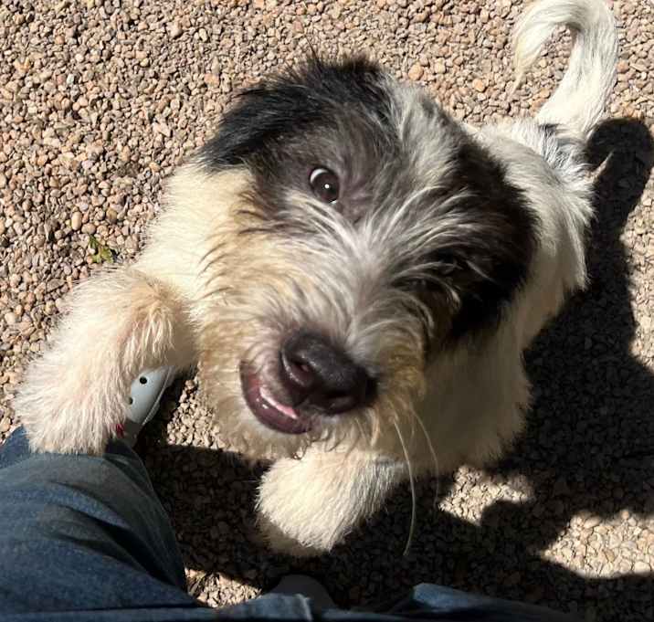 Photo of Scooter