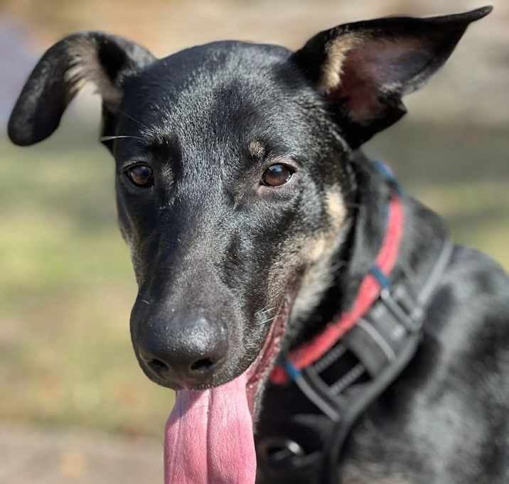 Photo of Moose