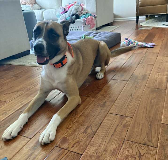 Photo of Ace