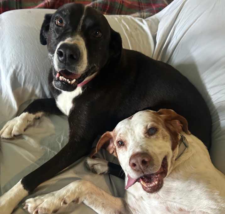 Photo of Pup