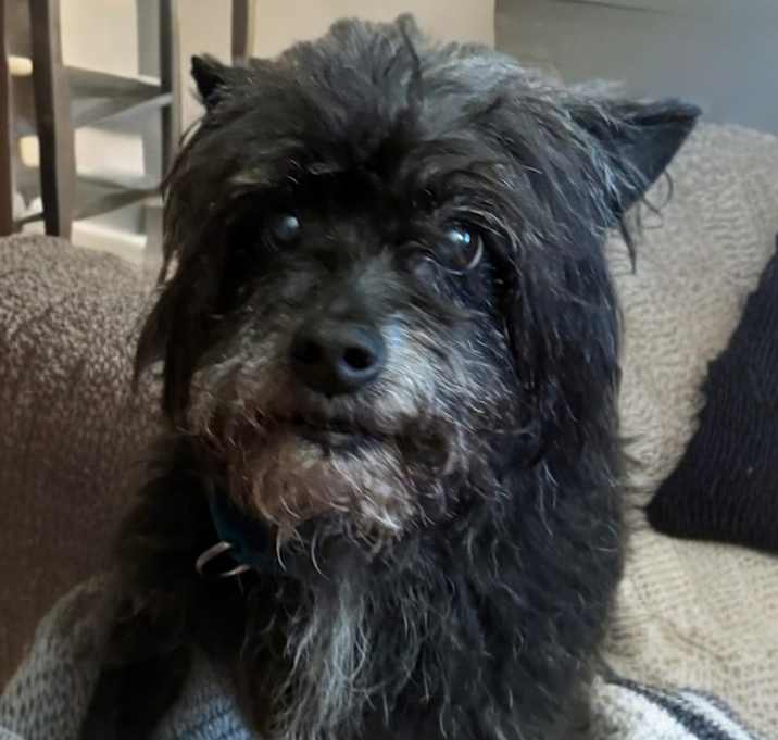 Photo of Winston