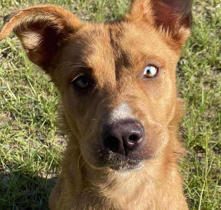 Photo of HAZEL/URGENT