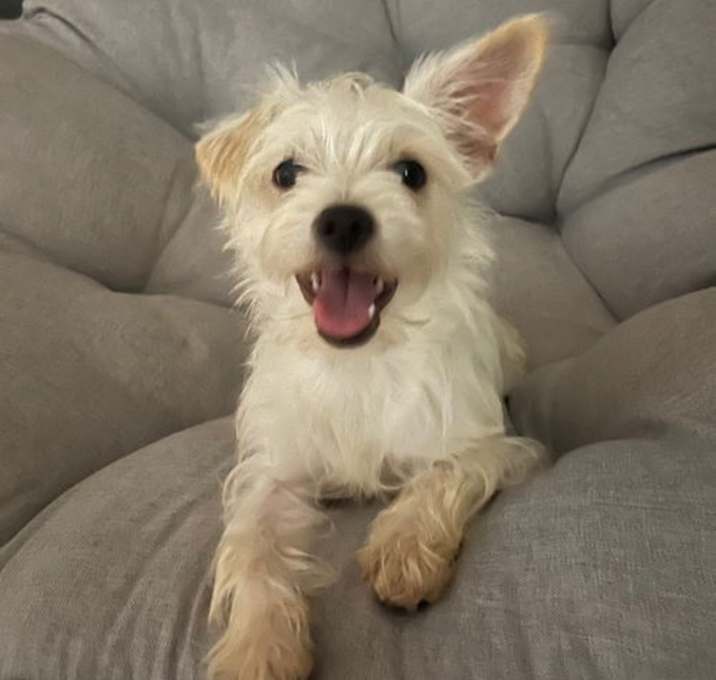 Photo of Piper- ADOPTION IN PROCESS