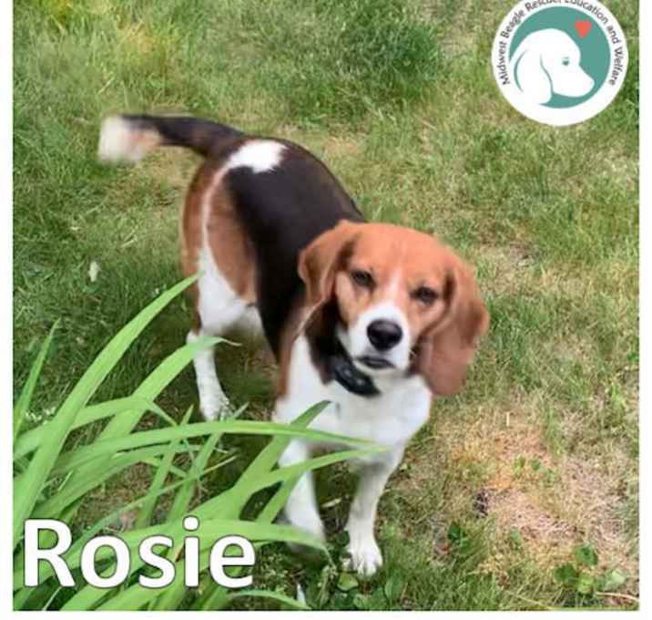 Photo of Rosie