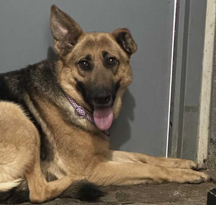 Photo of Zelda