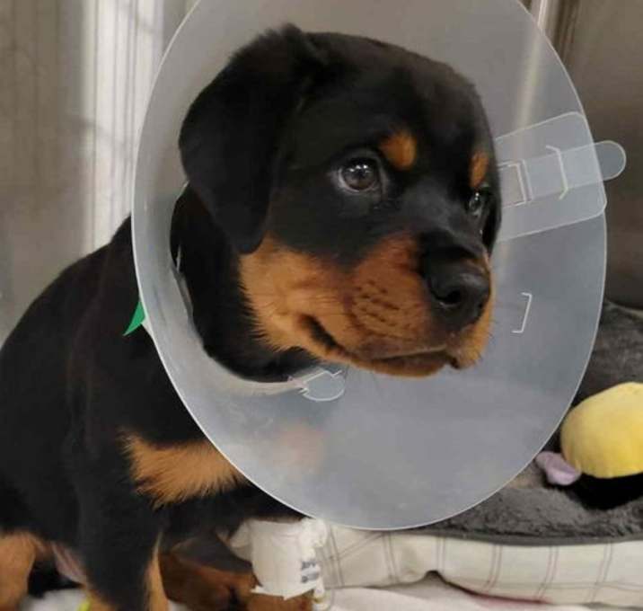 Photo of Baby Nala