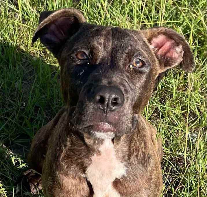 Photo of BOOMER/URGENT