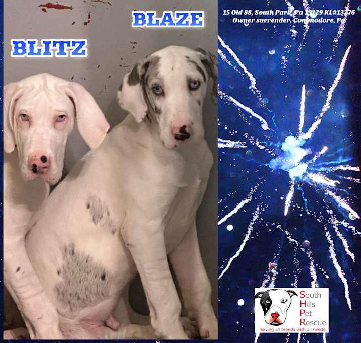 Photo of Blitz and Blaze