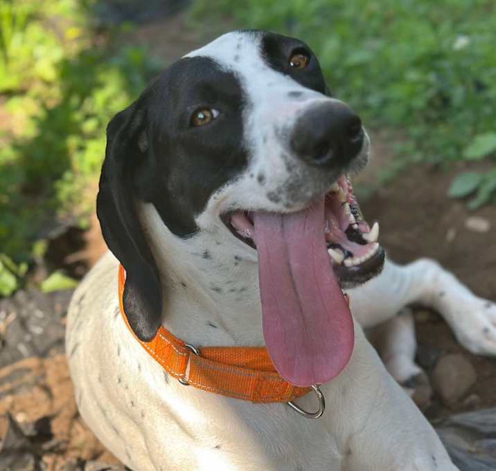 Photo of Layla (Honey)