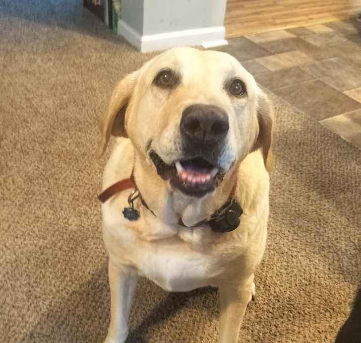 Photo of Stella