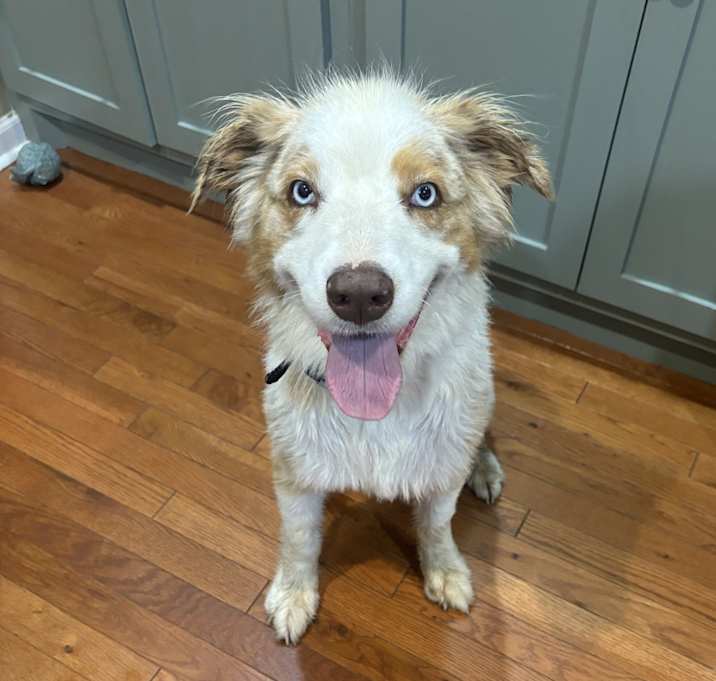 Photo of Marley
