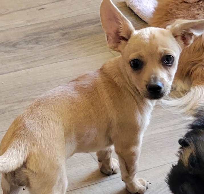Photo of DeeDee