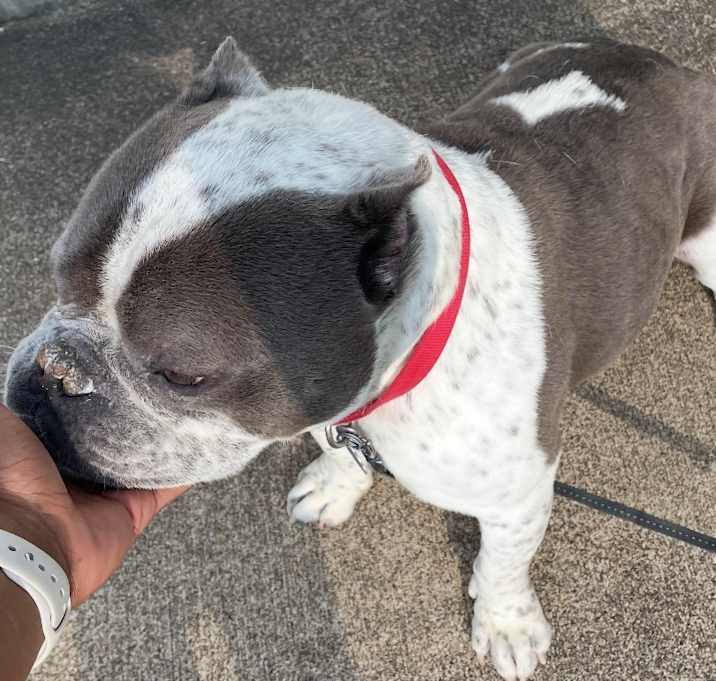 Photo of Chubbs