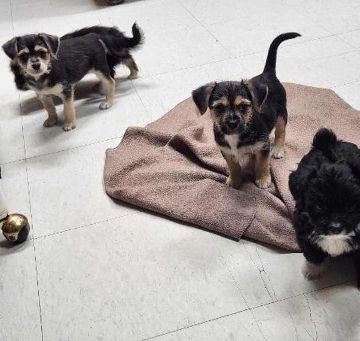 Photo of Puppy 27062 (Cynthia)