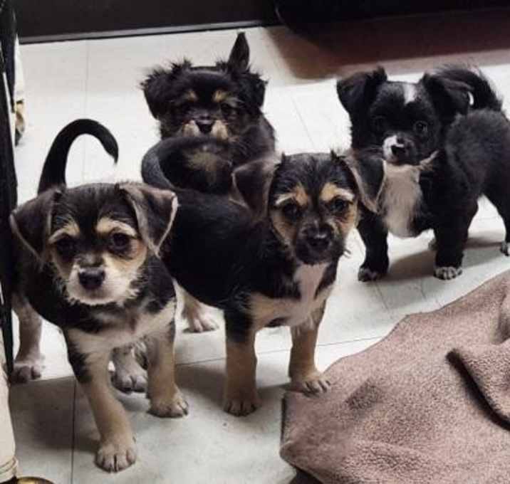 Photo of Puppy 27064 (Chica)
