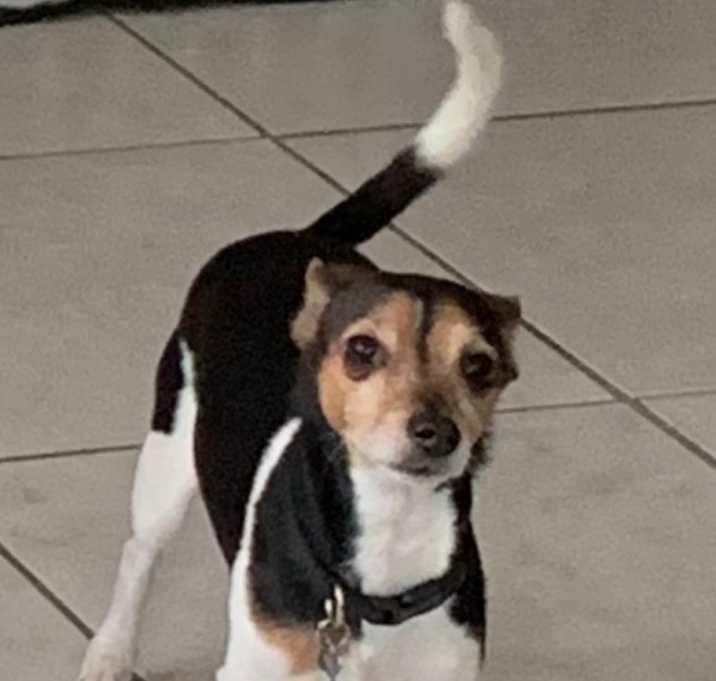 Photo of Duke