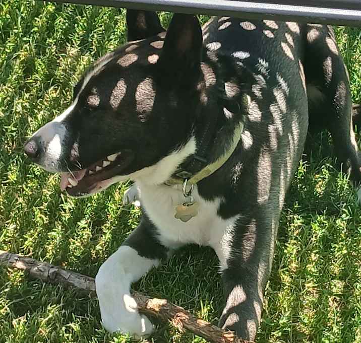 Photo of Oreo