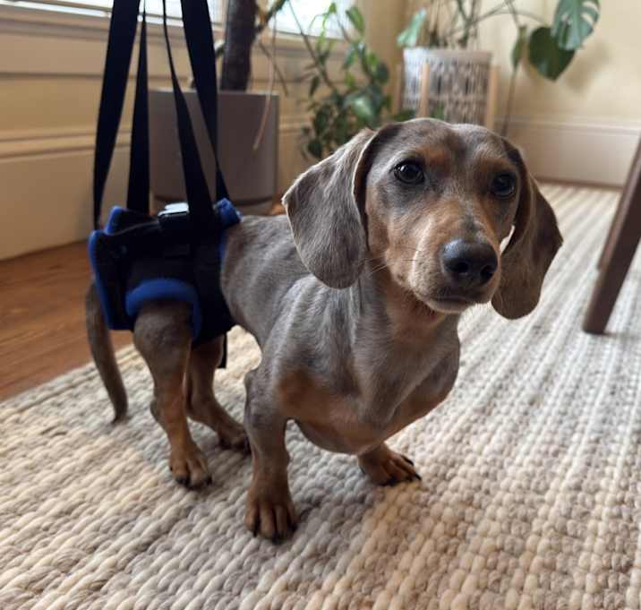 Photo of Roo