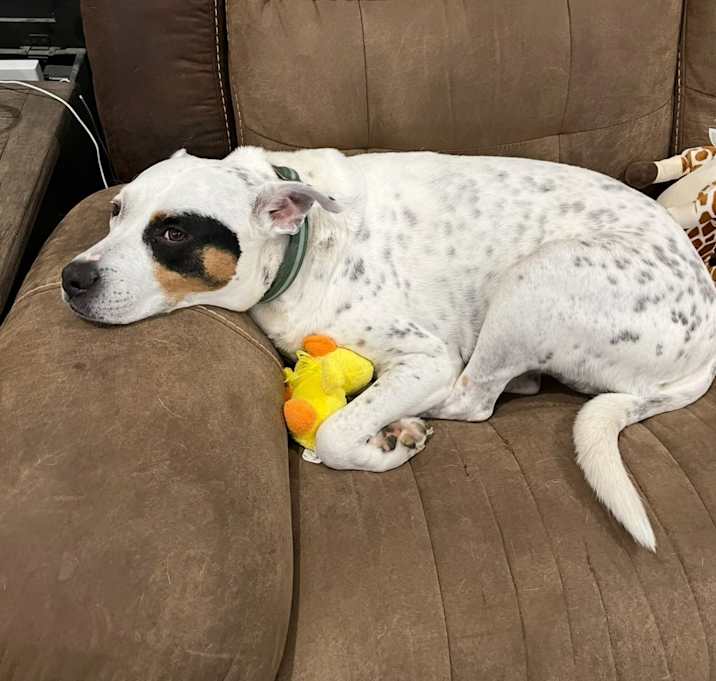 Photo of Huck