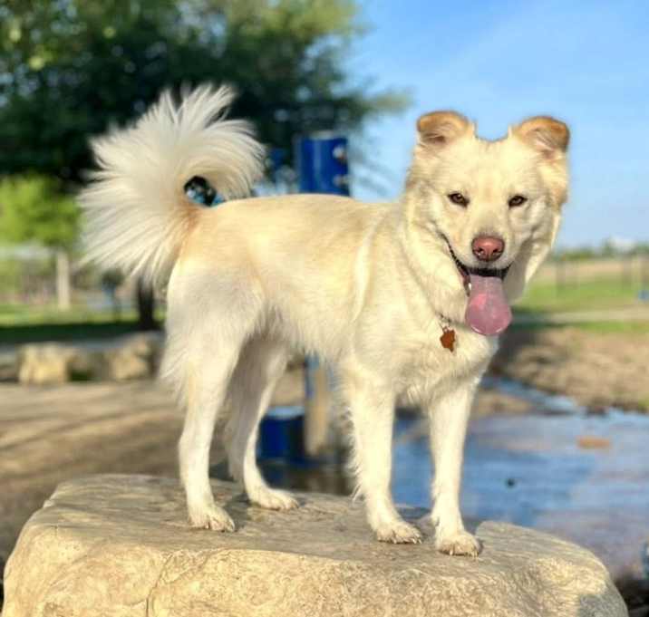 Photo of Chula