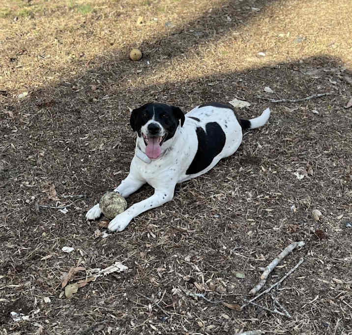 Photo of Piper