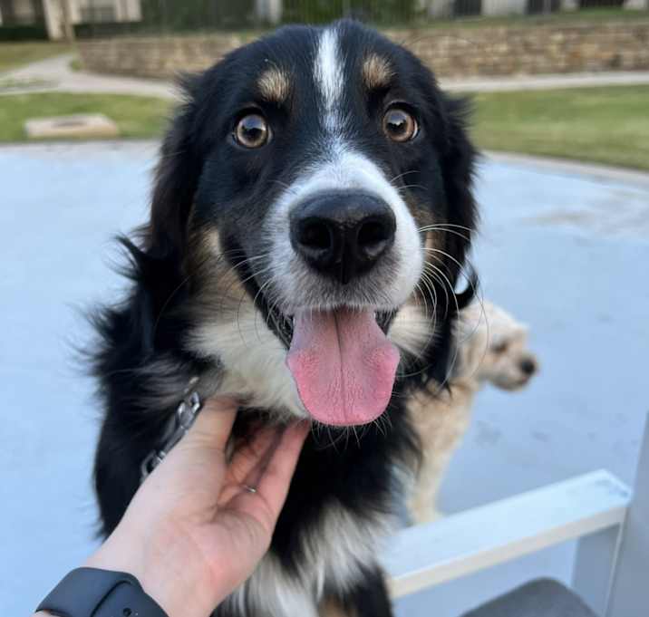 Photo of Ollie