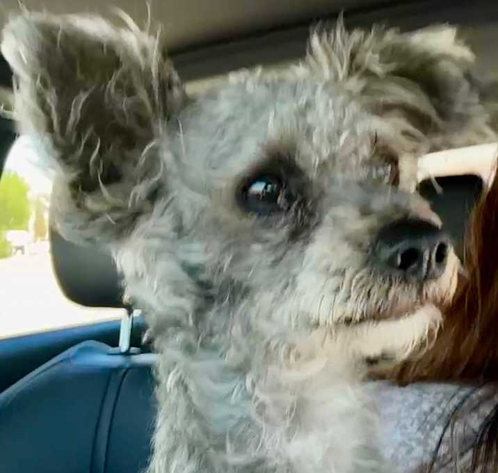 Photo of Brody