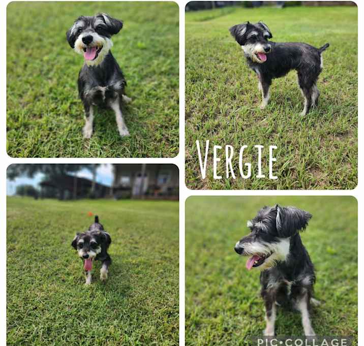 Photo of Vergie