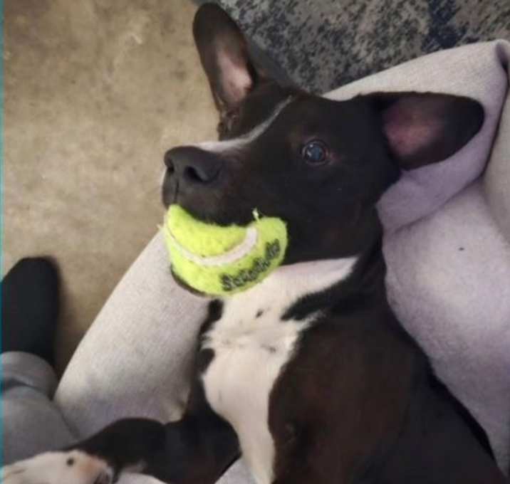 Photo of Toby