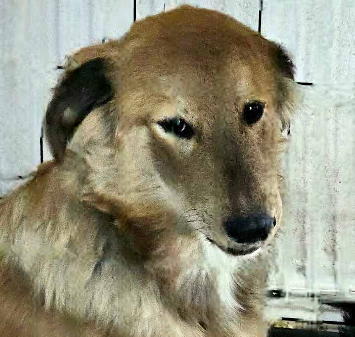 Photo of Dakota
