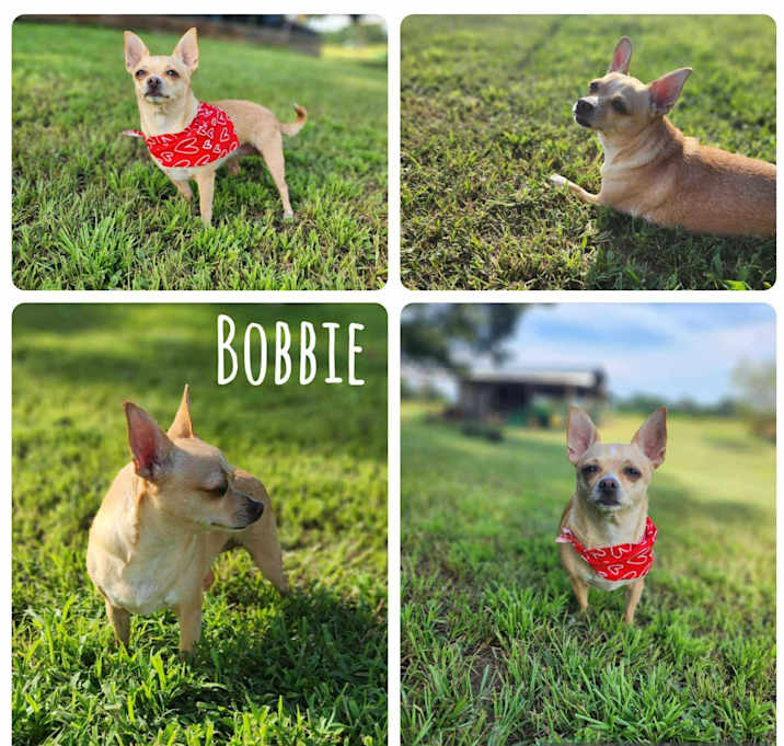 Photo of Bobbie