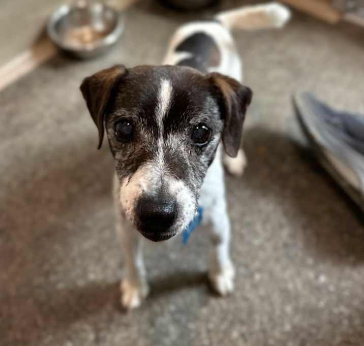 Photo of Tillie