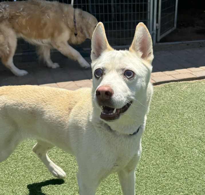 Photo of Ivory