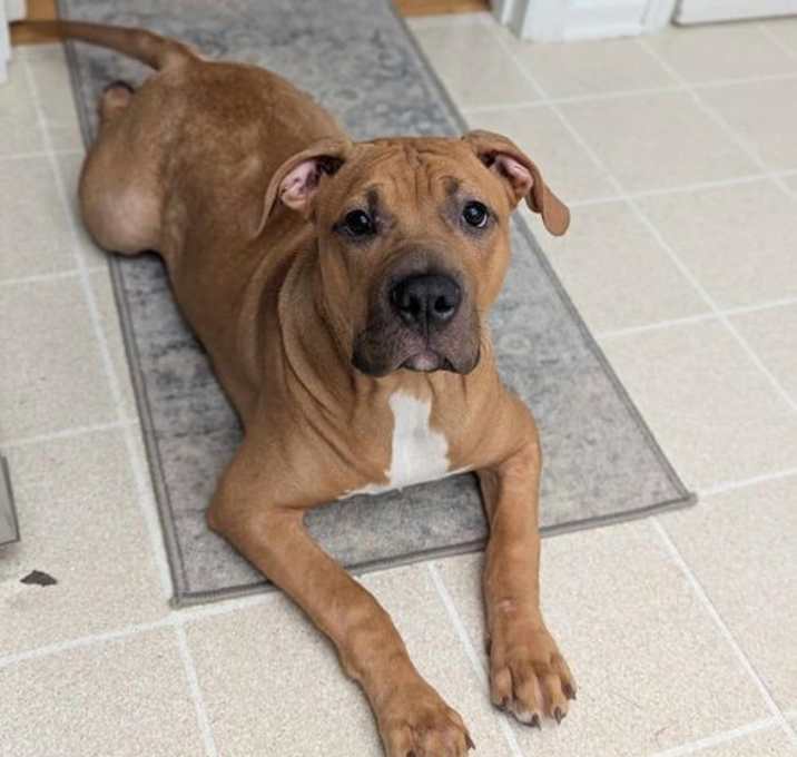 Photo of Firecracker