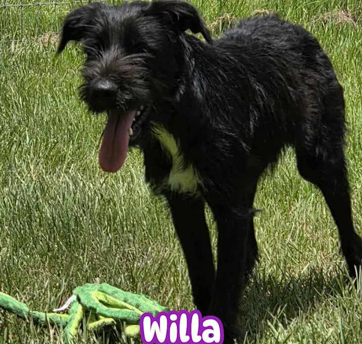 Photo of Willa