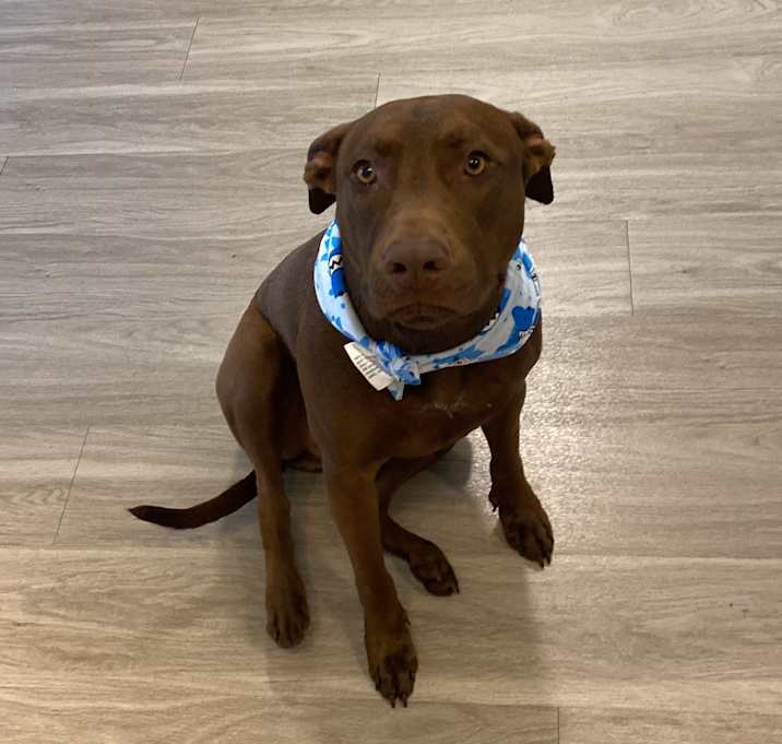 Photo of Dexter