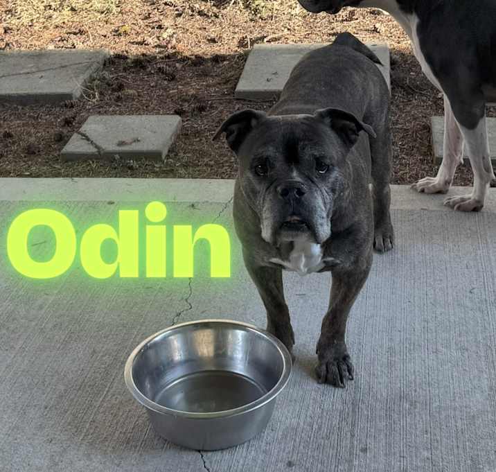 Photo of Odin