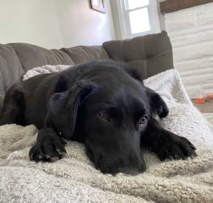 Photo of Piper