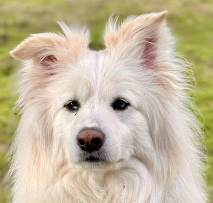 Photo of Bear