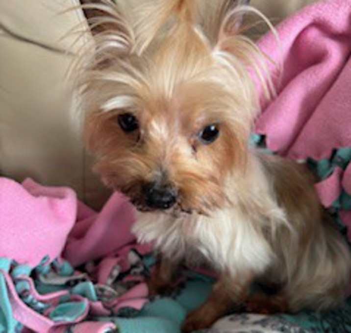 Photo of Trixie